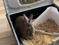 Отдам кролика