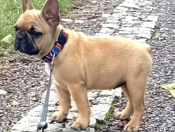 4-kuune Apollo saadaval