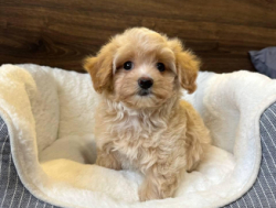 Продам щенка Мальтипу