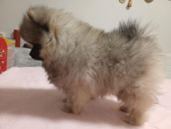 Продам шпица