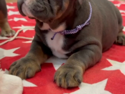 Английский и Французский бульдоги