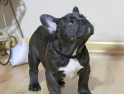 French bulldog