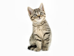 Куплю кошечку домашнюю маленькую