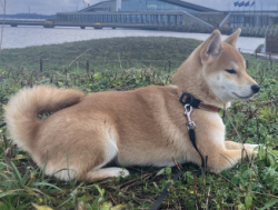 Eesti KL/FCI Щенок Сиба-Ину - рыжая девочка