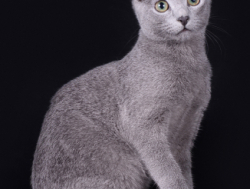 Русские голубые кошки