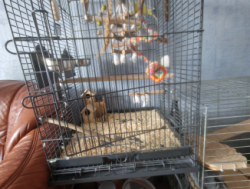 Попугай с клеткой