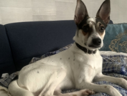 Отдам бесплатно в хорошие руки собаку