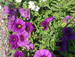 Проживание в квартире строителям