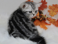 ЭКСКЛЮЗИВНЫЕ БРИТАНСКИЕ КОТЯТА