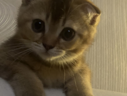 Продам шотландских котиков