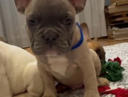 Французские бульдоги