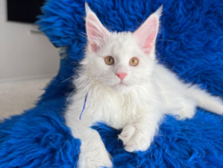 Чистокровный котенок мейн-кун – 10 недель