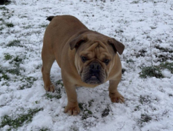 Английский бульдог