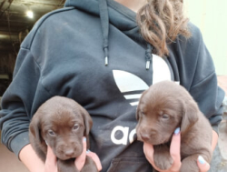 Очаровательные щенки лабрадора ищут свой постоянный дом.