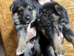 Щенки немецкой овчарки