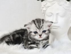 ЭКСКЛЮЗИВНЫЕ БРИТАНСКИЕ КОТЯТА