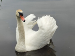 Координатор чата