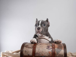 Американский булли щенки