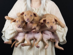 Щенки питбуля