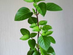 Базилик многолетний