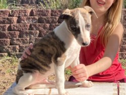 Щенок итальянской борзой