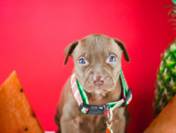 Щенки американского питбультерьера