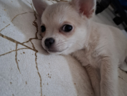 Chihuahua, Чихуахуа