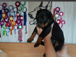 Щенки Добермана